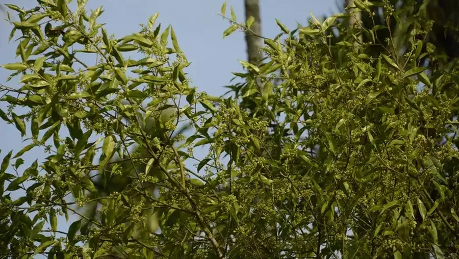 Aquilaria malaccensis atau disebut dengan pohon gaharu. (Dok. indiabiodiversity)