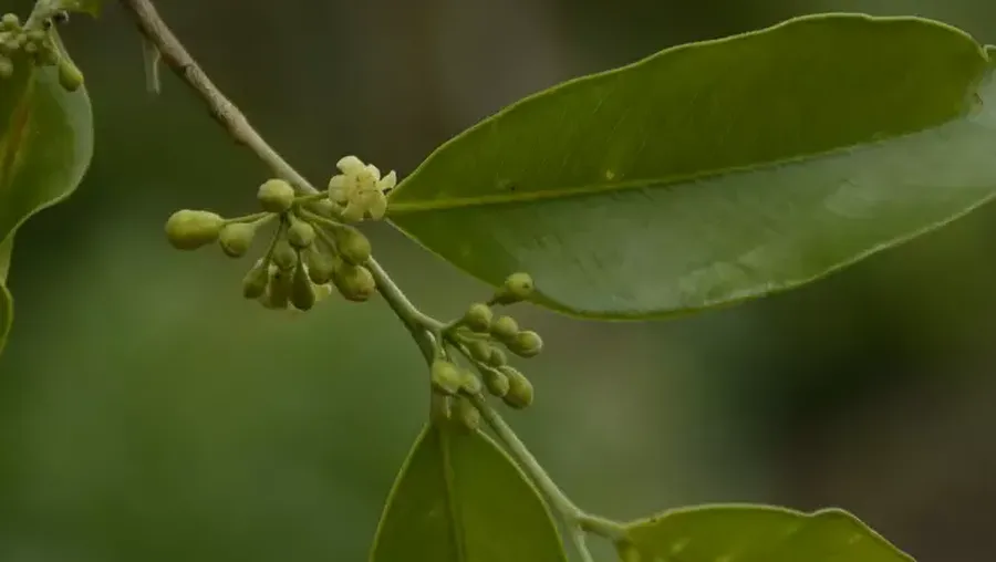 Aquilaria malaccensis atau disebut dengan pohon gaharu. (Dok. indiabiodiversity)