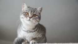 Video: Kenalan dengan Pugsley, Kucing dengan Ekor Terpanjang di Dunia
