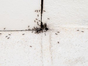 Mau Basmi Semut di Rumah? Jangan Diinjak Kalau Nggak Mau Diserbu Pasukan