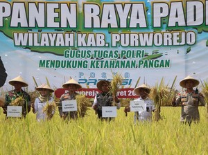 Dukung Ketahanan Pangan Nasional, Polres Purworejo Gelar Panen Raya Padi