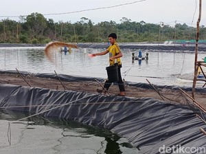 Udang Hasil Tambak di Desa Tinjul Lingga Diekspor ke Singapura