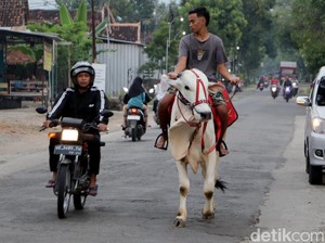 Viral Ngabuburit Tak Biasa Pria Ponorogo: Ia Keliling Nyari Takjil Naik Sapi