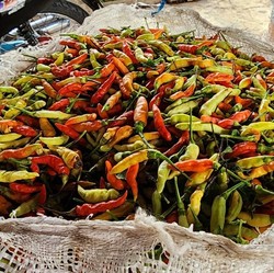 Mentan Amran Ungkap Harga Cabai Sempat Mahal Parah Sampai Rp200.000/Kg