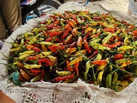 Mentan Amran Ungkap Harga Cabai Sempat Mahal Parah Sampai Rp200.000/Kg