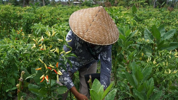 Smart Farming Tanpa Tanah: Saatnya Hentikan Ilusi Pelatihan