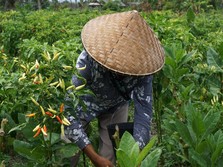 Smart Farming Tanpa Tanah: Saatnya Hentikan Ilusi Pelatihan