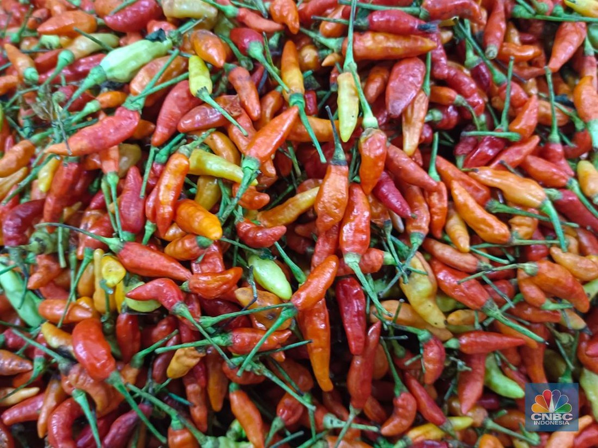 Harga Cabai Rawit Meroket Akibat Curah Hujan Tinggi dan Serangan Hama