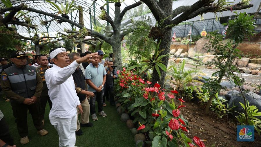 Gubernur Jawa Barat, Dedi Mulyadi Pimpin Bongkar Bangunan di Wisata Hibisc Puncak Hari Ini. (CNBC Indonesia/Tri Susilo)