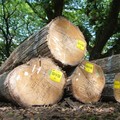 Kayu Jati. (Dok. Perhutani)