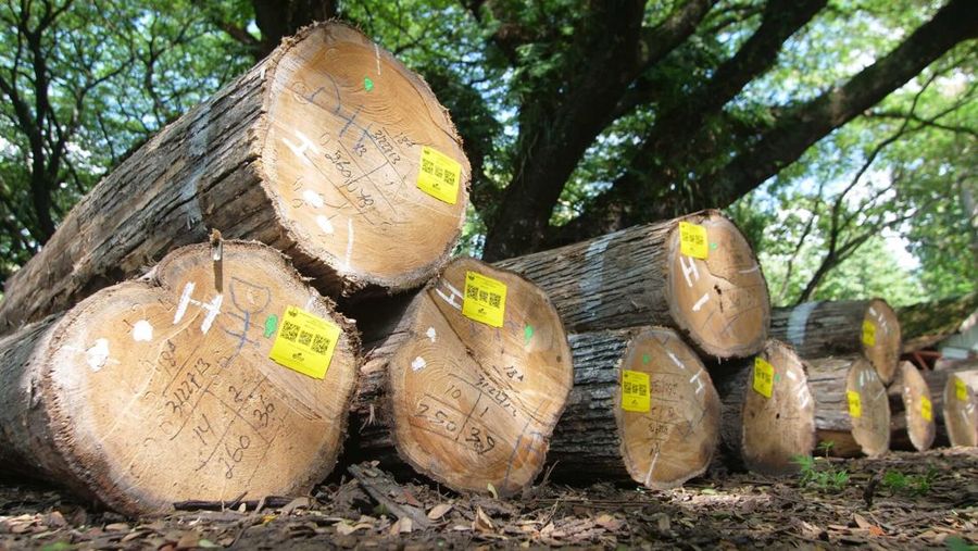 Kayu Jati. (Dok. Perhutani)