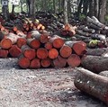 Produksi Kayu Murah RI Merajalela, Kayu Mewah Terancam Punah