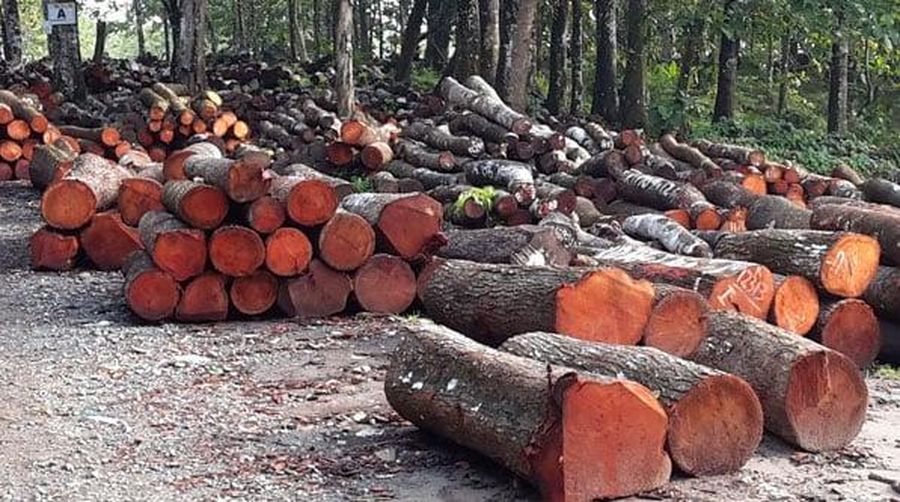 Kayu mahoni. Kayu mahoni. (Dok. Perhutani)