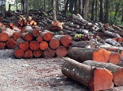 Produksi Kayu Murah RI Merajalela, Kayu Mewah Terancam Punah 