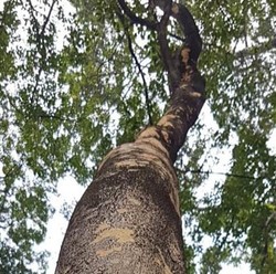 8 Kayu Termahal RI yang Jadi Buruan Dunia, Harga Setara  60 Gram Emas