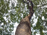 8 Kayu Termahal RI yang Jadi Buruan Dunia, Harga Setara  60 Gram Emas
