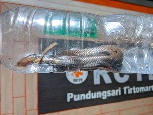 Lagi! Ular Kobra Teror Warga Baran Klaten, Kali Ini Ngumpet di Lemari