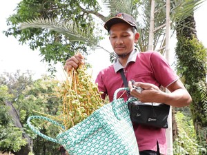 Pria di Ponorogo Bagikan Kurma Muda Gratis untuk Ibu yang Ingin Hamil