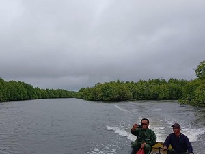 Upaya Desa Tinjul Lingga Menjaga Mangrove Melalui Peraturan Desa