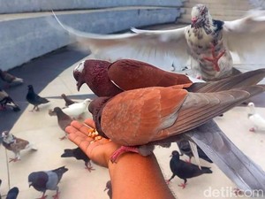 Ngabuburit Seru Sambil Interaksi dengan Burung Merpati di Mamuju