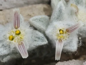 Berkenalan dengan Woolly Devil, Spesies Tanaman Baru yang Buat Peneliti Penasaran