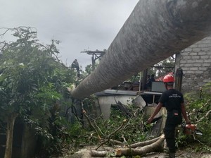 Pohon Setinggi 15 Meter di Karangasem Tumbang Timpa Rumah-Tutup Arus Lalin