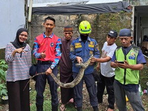 Damkar Bogor Evakuasi Biawak yang Sempat Merayap di Dinding Rumah Warga