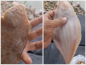 Penjual Es Pakai Banyak Kental Manis dan Uniknya Ikan Bekal Nabi Musa