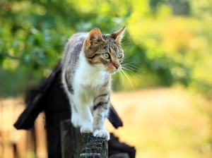 5 Tips Jitu Cegah Kucing Liar Masuk Rumah Tanpa Menyakitinya