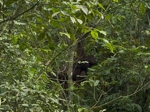 Orang Utan di Kutim Kerap Turun ke Jalan-Tambang karena Kelaparan