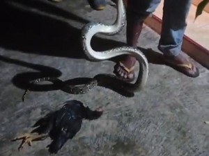 Lilit Ayam Warga, Piton 2,5 Meter Ditangkap di Plosowangi Klaten