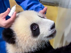 Terlalu Semangat Bermain, Mata Anak Panda di Kebun Binatang Ini Terluka