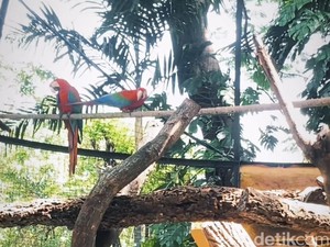 Lengkapi Libur Lebaran 2025, KBS Hadirkan 4 Satwa Baru dan Rainbow Park