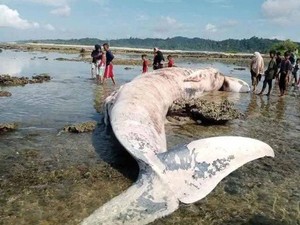 Paus Ukuran 7 Meter Mati Terdampar di Pulau Simeulue Aceh