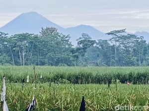 Gunung Semeru 4 Kali Erupsi, Abu Vulkanik Menyembur Setinggi 900 Meter