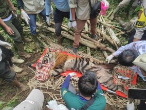 Sempat Mangsa Ternak Warga Agam, Harimau Terjebak di Kandang Milik BKSDA