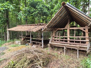 Lagi! Maling Ternak Beraksi di Kulon Progo, 6 Kambing Raib