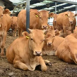 Impor Sapi Tua dari Korsel Bikin Pening Peternak AS