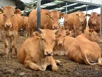 Impor Sapi Tua dari Korsel Bikin Pening Peternak AS