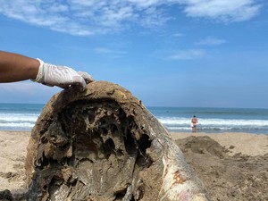 Penyu tanpa Organ Dalam Terdampar di Pantai Legian, Diduga Ulah Manusia
