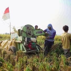 Harga Beras Dunia Jatuh, Petani RI Dapat Kabar Penting Ini