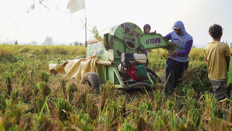 Petani panen gabah menggunakan mesin. (Dok. Bapanas)