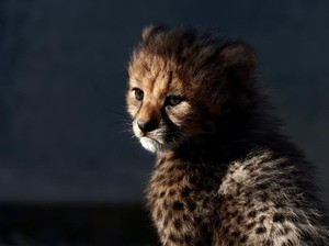 Ini Hewan-hewan yang Lebih Cepat dari Cheetah, Seberapa Kencang?