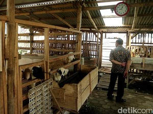 Melihat Eks Lokalisasi Mojodadi yang Kini Jadi Sentra Ternak Ayam-Sapi
