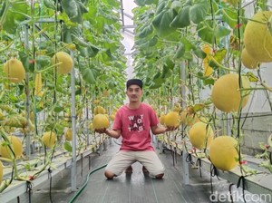 Ngabuburit Sambil Memetik dan Belajar Mengenal Buah Melon