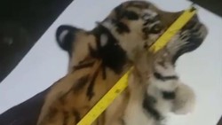 5 Penjual Kulit Harimau di Aceh Tengah Ditangkap Polisi