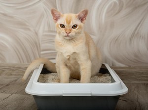 4 Cara Mudah Hilangkan Bau Kucing di Rumah, Gampang!