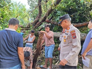 2 Warga Tewas Tertimpa Pohon Durian di Labura saat Hujan Deras