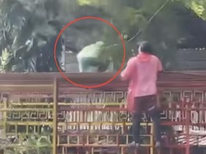 Detik-detik Bupati Sidrap Syahar Tertimpa Pohon Saat Kerja Bakti hingga Luka