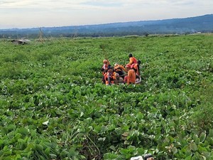Kakek 70 Tahun Dievakuasi Usai Terjebak Eceng Gondok di Rawapening Semalaman